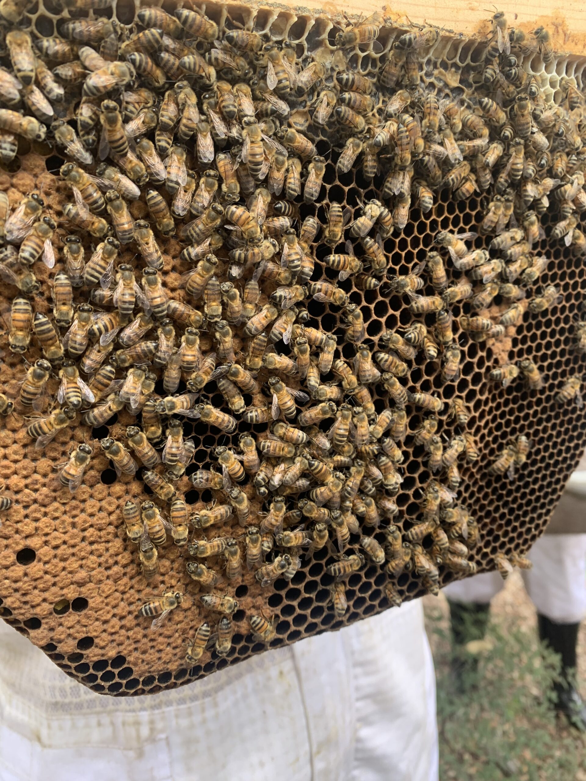 Buzzing through College: My Sweet Journey into Beekeeping